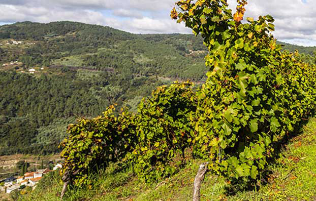 Pombares Ribeira Sacra Vineyards